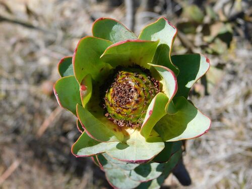 Bakenskop Conebush (Leucadendron elimense)