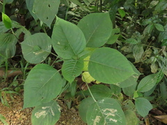 Acalypha macrostachya