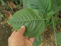 Acalypha macrostachya