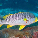 Oblique-banded Sweetlips - Photo (c) Mark Rosenstein, some rights reserved (CC BY-NC-SA), uploaded by Mark Rosenstein