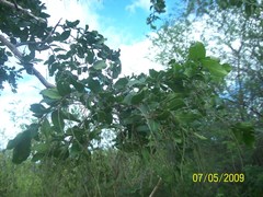 Fraunhofera multiflora