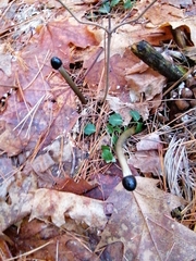 Tolypocladium longisegmentatum