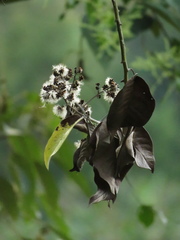 Dendrophorbium barkleyanum