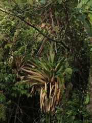 Tillandsia fendleri