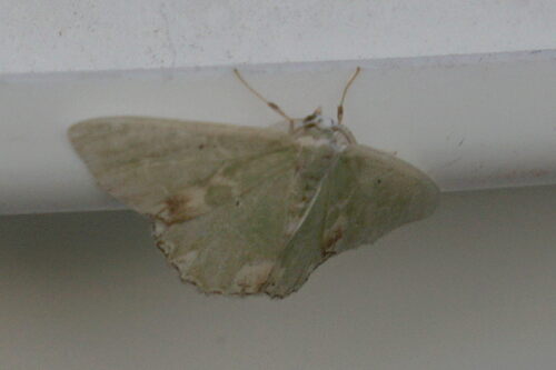Blotched Emerald, Schinveld, Nederland, photo 8 of 10