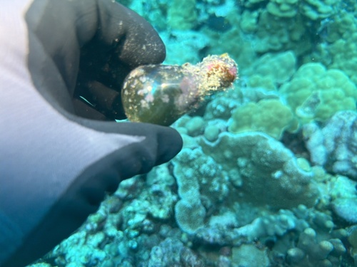Valonia ventricosa, 2025-11-28