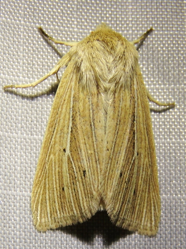 Smoky Wainscot