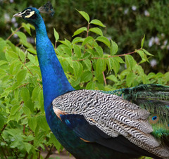 Pavo cristatus × muticus