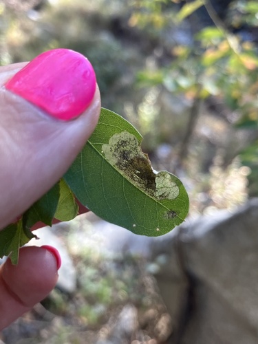 Leucoptera robiniella