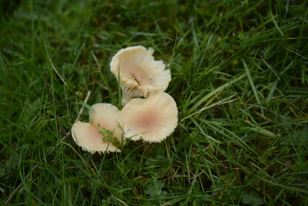 Cuphophyllus pratensis · November 2025 · photo: © cryptomarasmius (iNaturalist, cc-by)