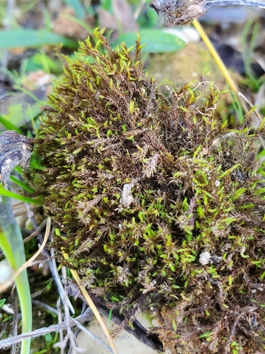 False Beard Moss (Geheebia fallax)