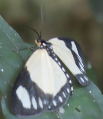 Aletis concolor