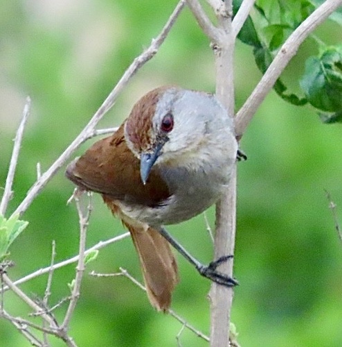 Rufous-tailed Palm-Thrush