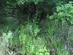 Myosotis semiamplexicaulis