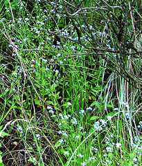 Myosotis semiamplexicaulis