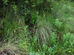 Myosotis semiamplexicaulis