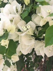 Bougainvillea