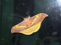 Lemaireia luteopeplus