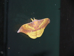 Lemaireia luteopeplus