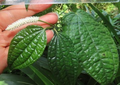 Piper capense capense