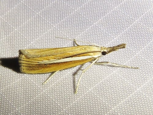 Pale-streak Grass-veneer