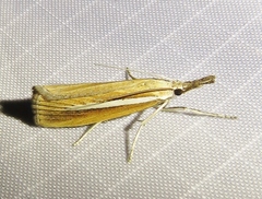 Agriphila selasella