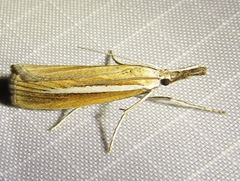Agriphila selasella