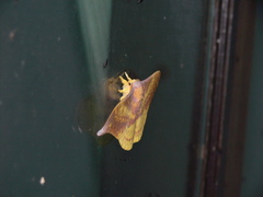 Lemaireia luteopeplus