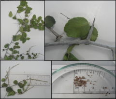 Fraunhofera multiflora