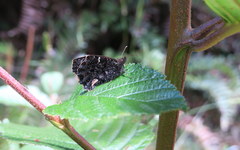 Steremnia monachella