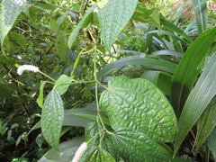 Piper capense capense