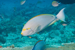 Acanthurus mata