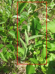 Calystegia spithamaea