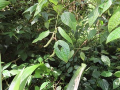 Piper capense capense