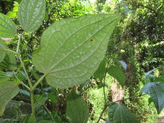 Piper capense capense