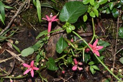 Ipomoea repanda