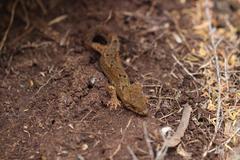 Dactylocnemis pacificus