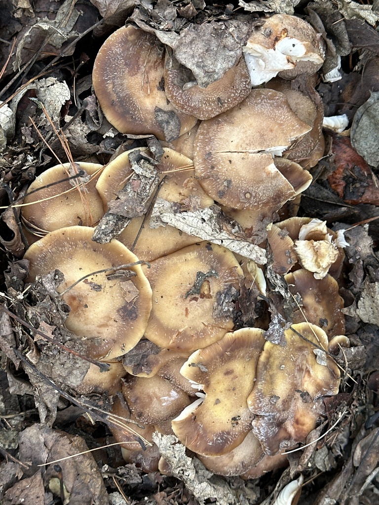 Armillaria mellea · November 2025 · photo: © dinnie16 (iNaturalist, cc0)