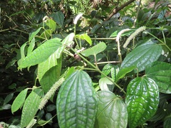 Piper capense capense