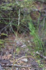 Thelymitra aemula