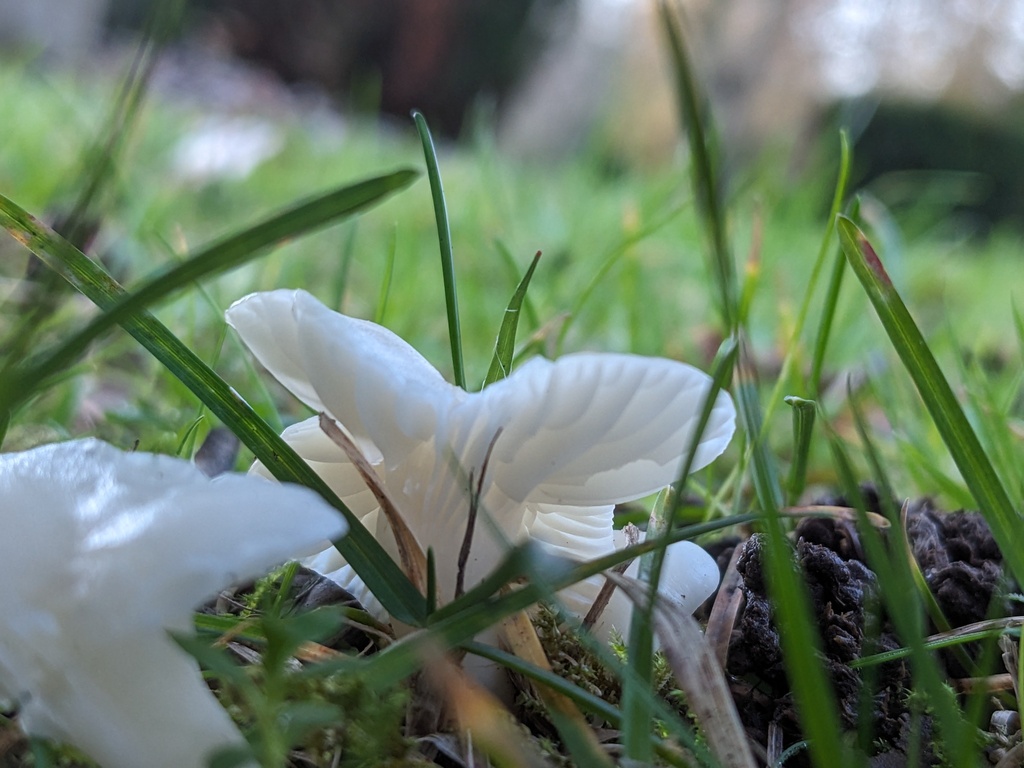 Cuphophyllus virgineus · November 2025 · photo: © swiftyak (iNaturalist, cc-by)