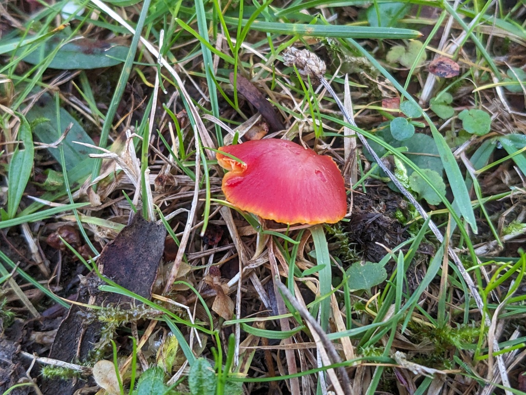 Hygrocybe coccinea · November 2025 · photo: © swiftyak (iNaturalist, cc-by)