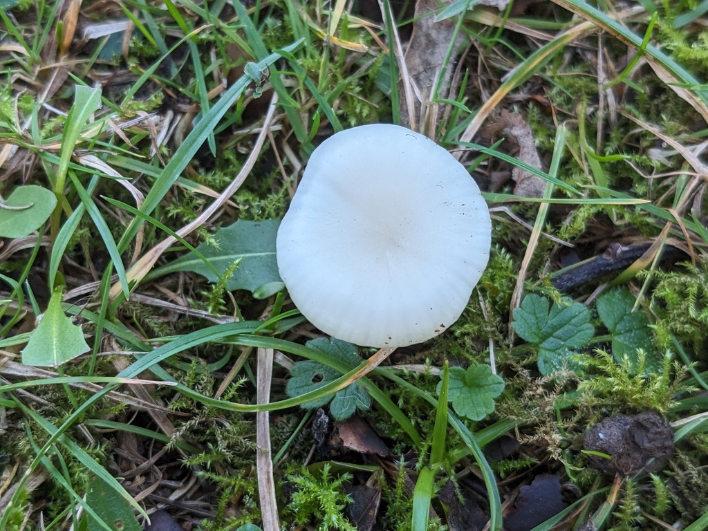Cuphophyllus virgineus · November 2025 · photo: © swiftyak (iNaturalist, cc-by)