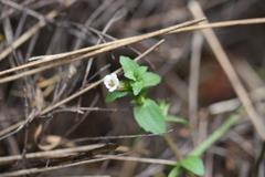 Gratiola sexdentata