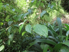 Piper capense capense