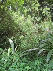 Piper capense capense