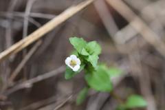 Gratiola sexdentata