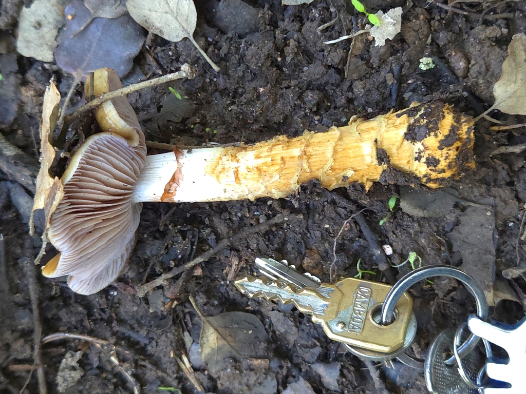 Cortinarius trivialis · November 2025 · photo: © davidclp (iNaturalist, cc-by)