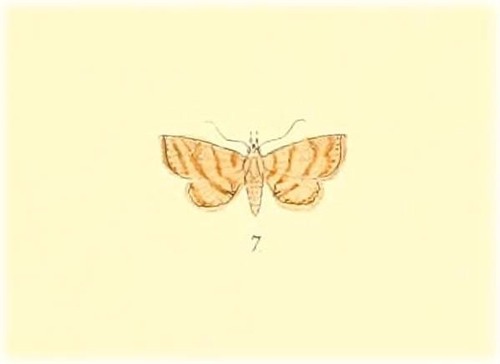 Tipasa omariusalis