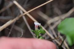 Gratiola sexdentata